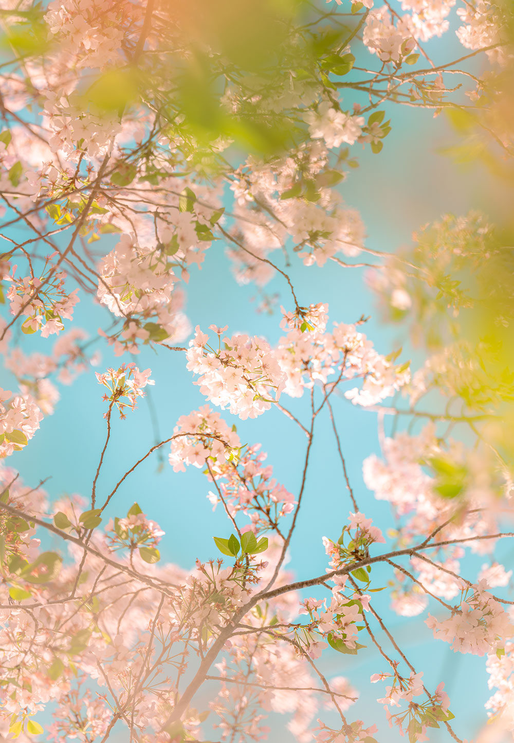 Shelter: Blossoms on 3rd