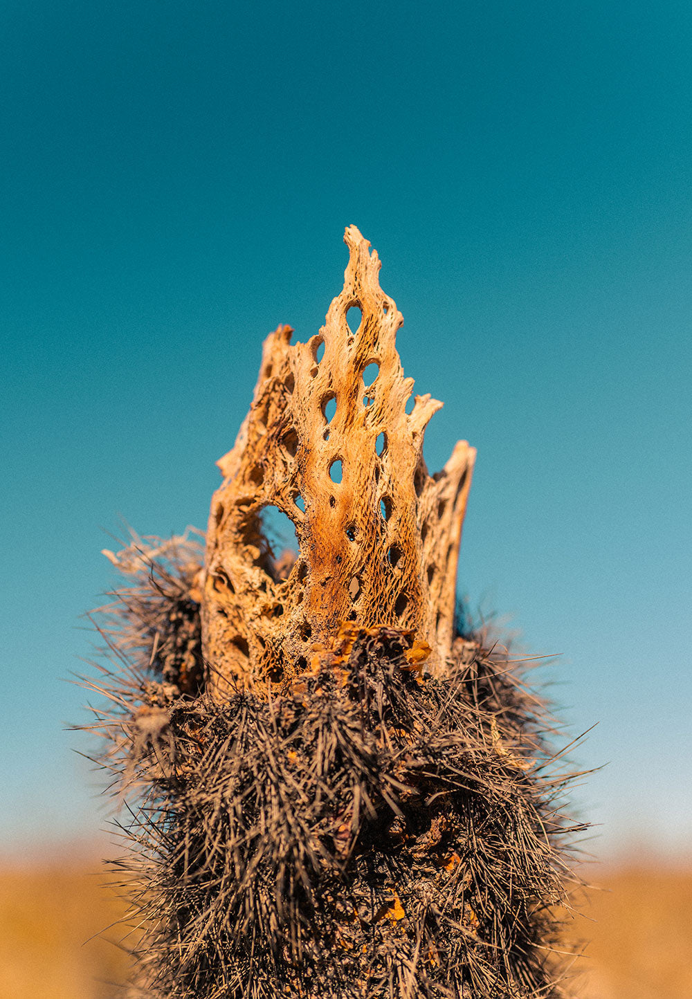 Growth: Desert Grit